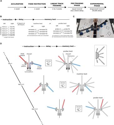 A Dual Reward-Place Association Task to Study the Preferential Retention of Relevant Memories in Rats